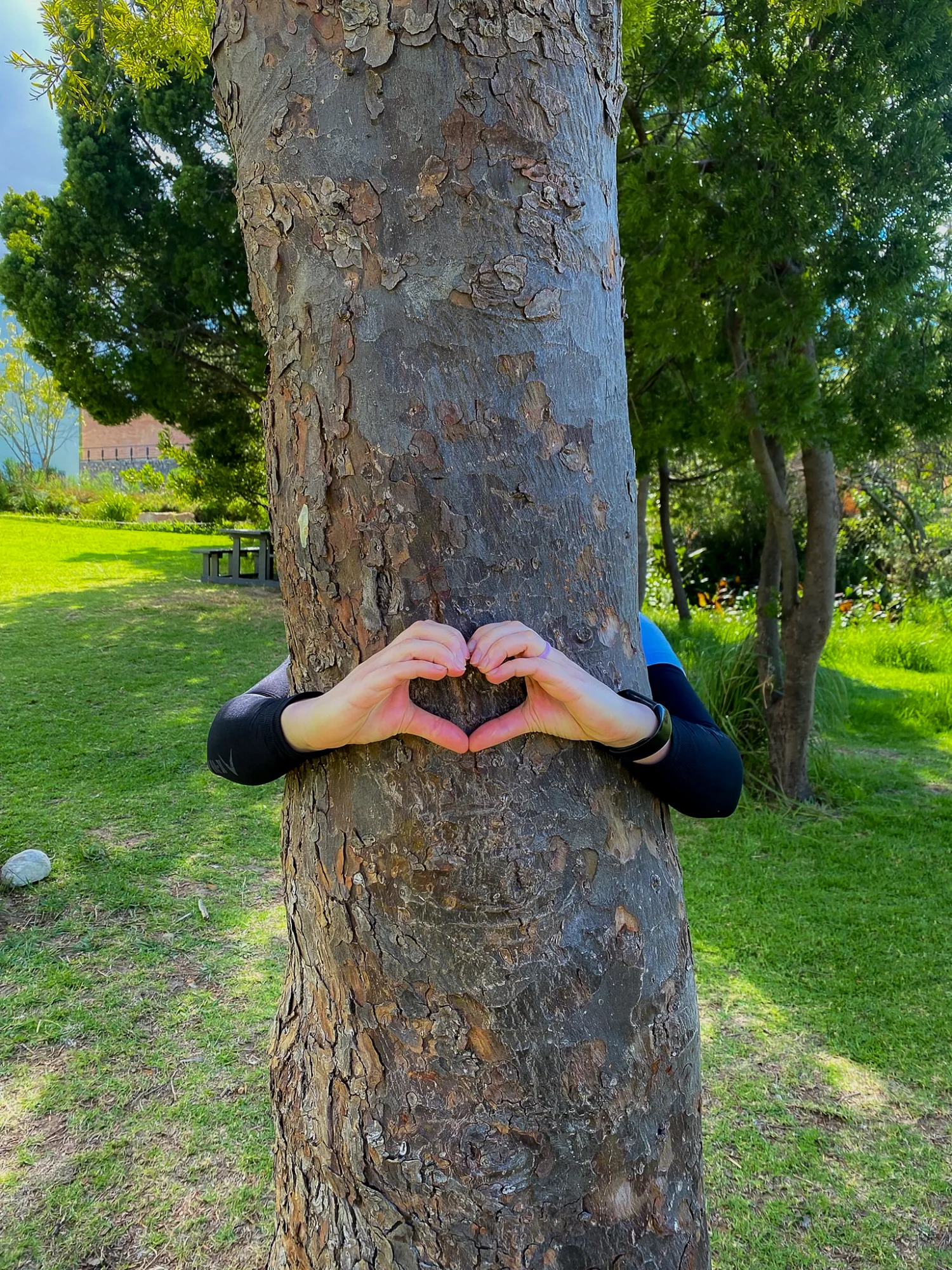 Hands making a heart around a tree